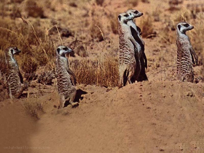 meerkats on lookout