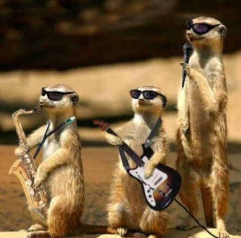 Meerkats Playing Instruments