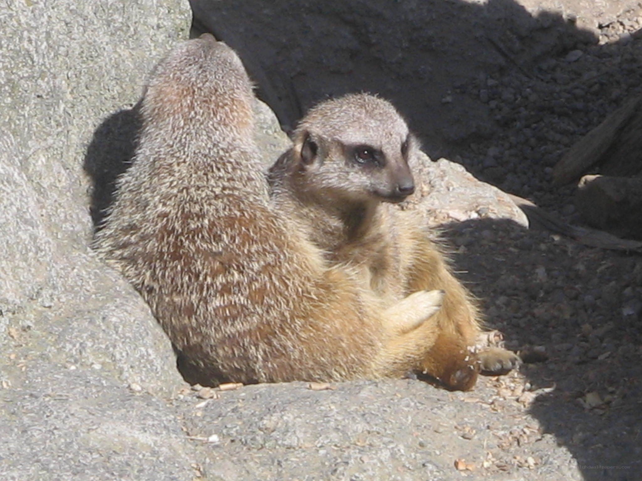 Meerkats resting on rocks