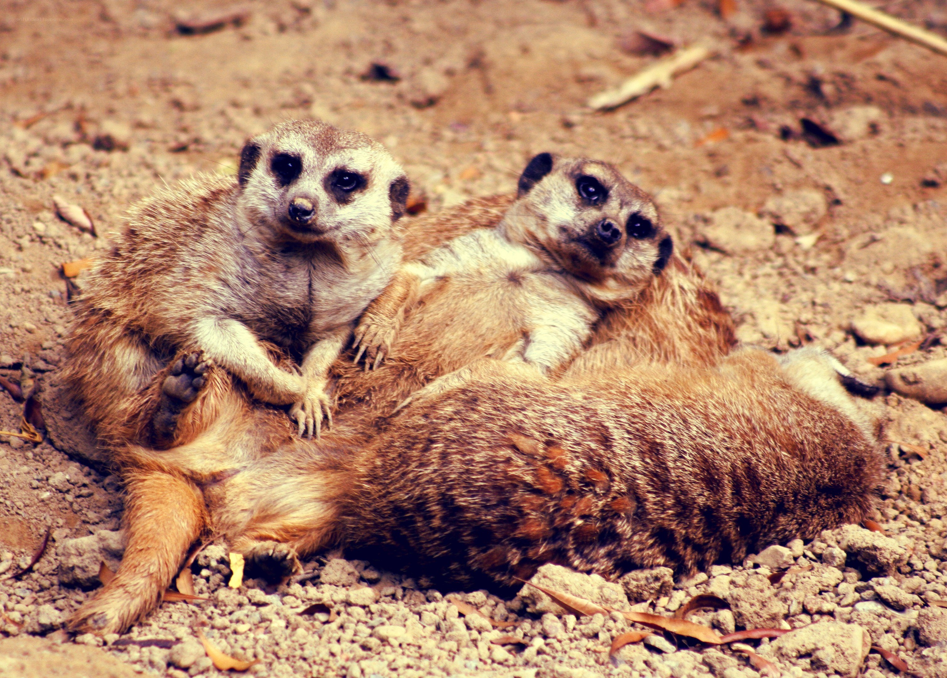 meerkats resting together