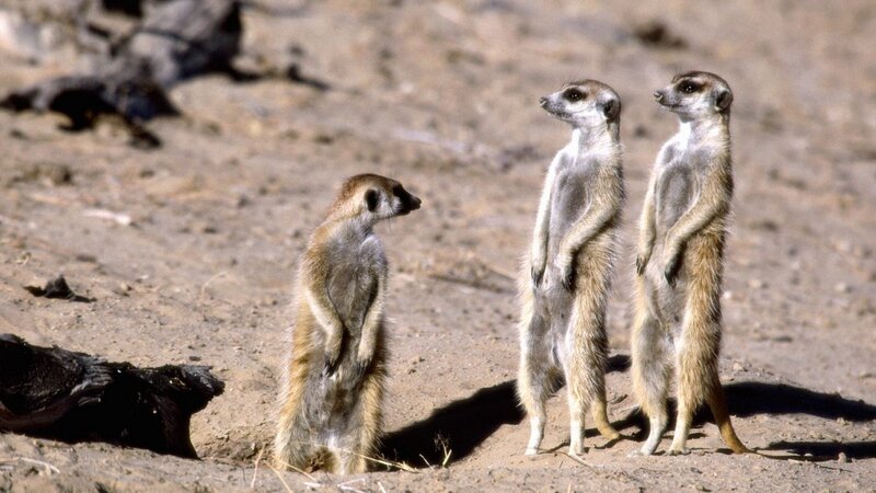 Meerkats standing alert