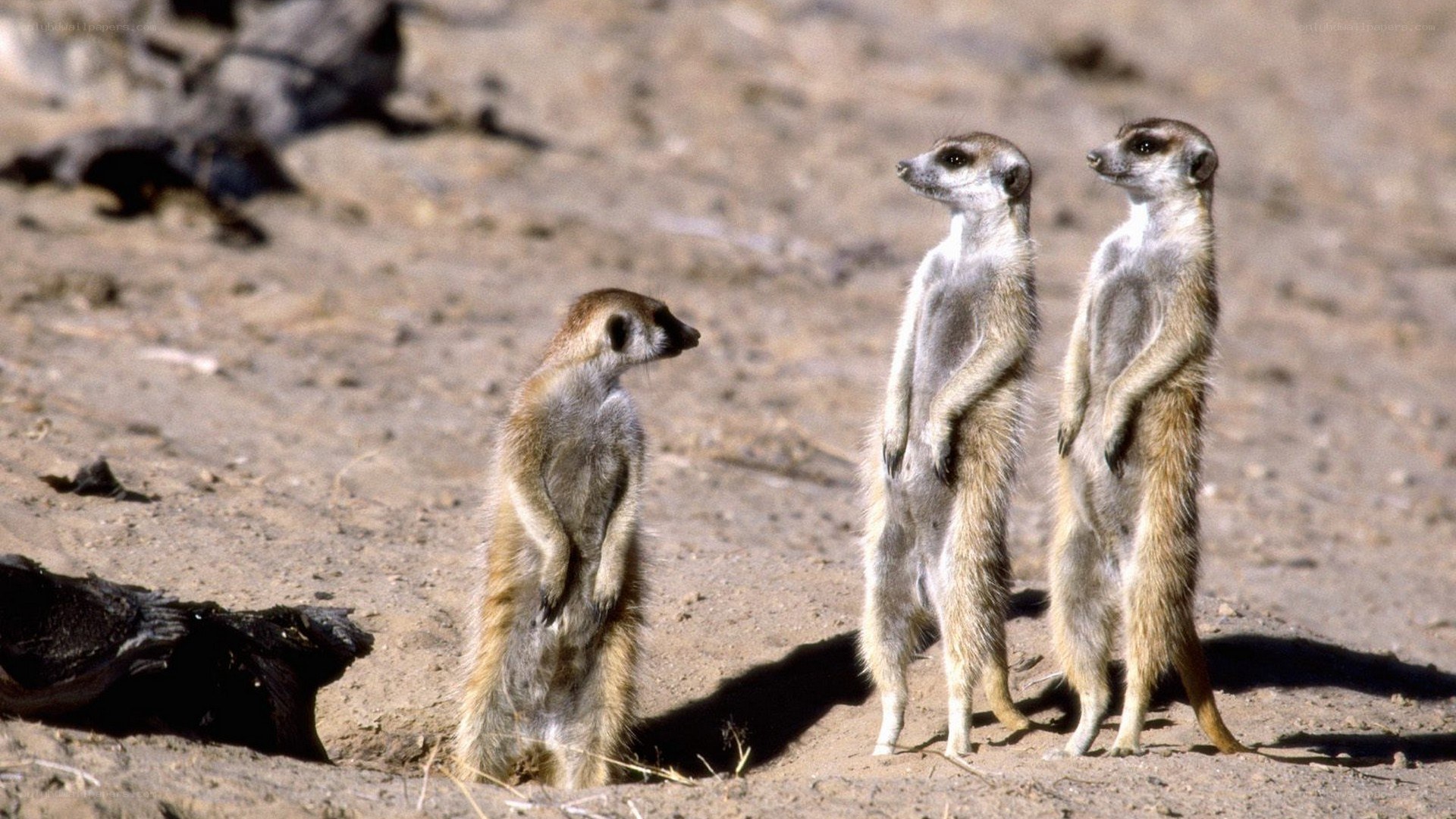 Meerkats standing alert
