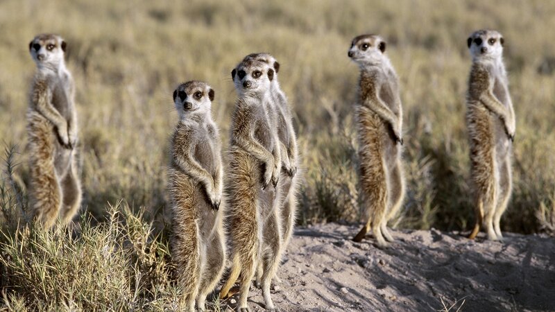 Meerkats standing alert