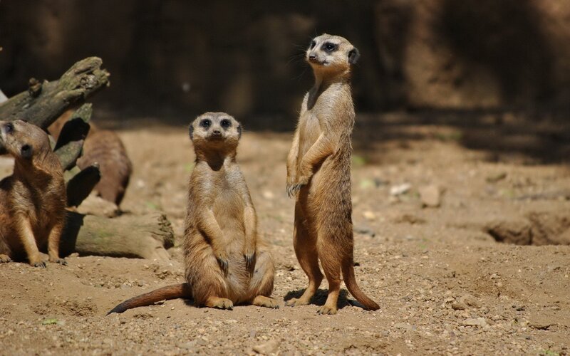 Meerkats standing alert
