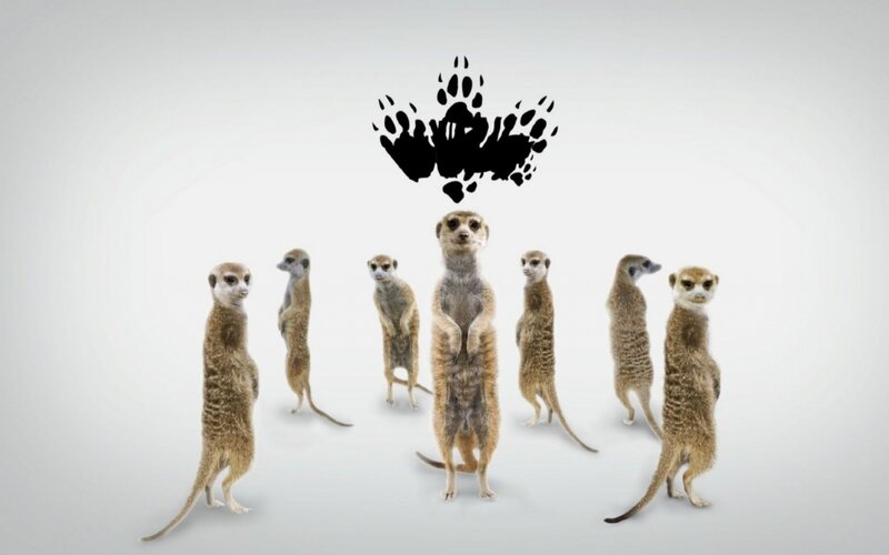 Meerkats Standing — Brown