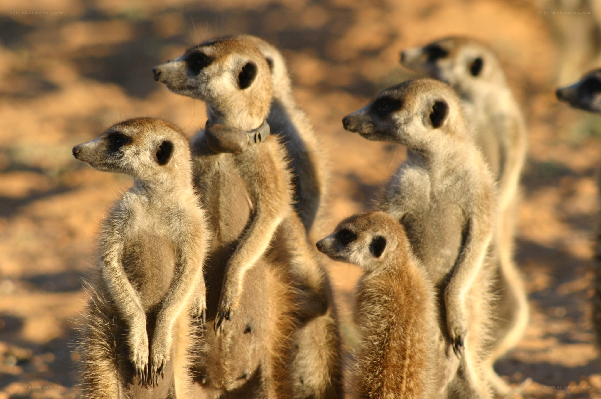 meerkats standing in a group