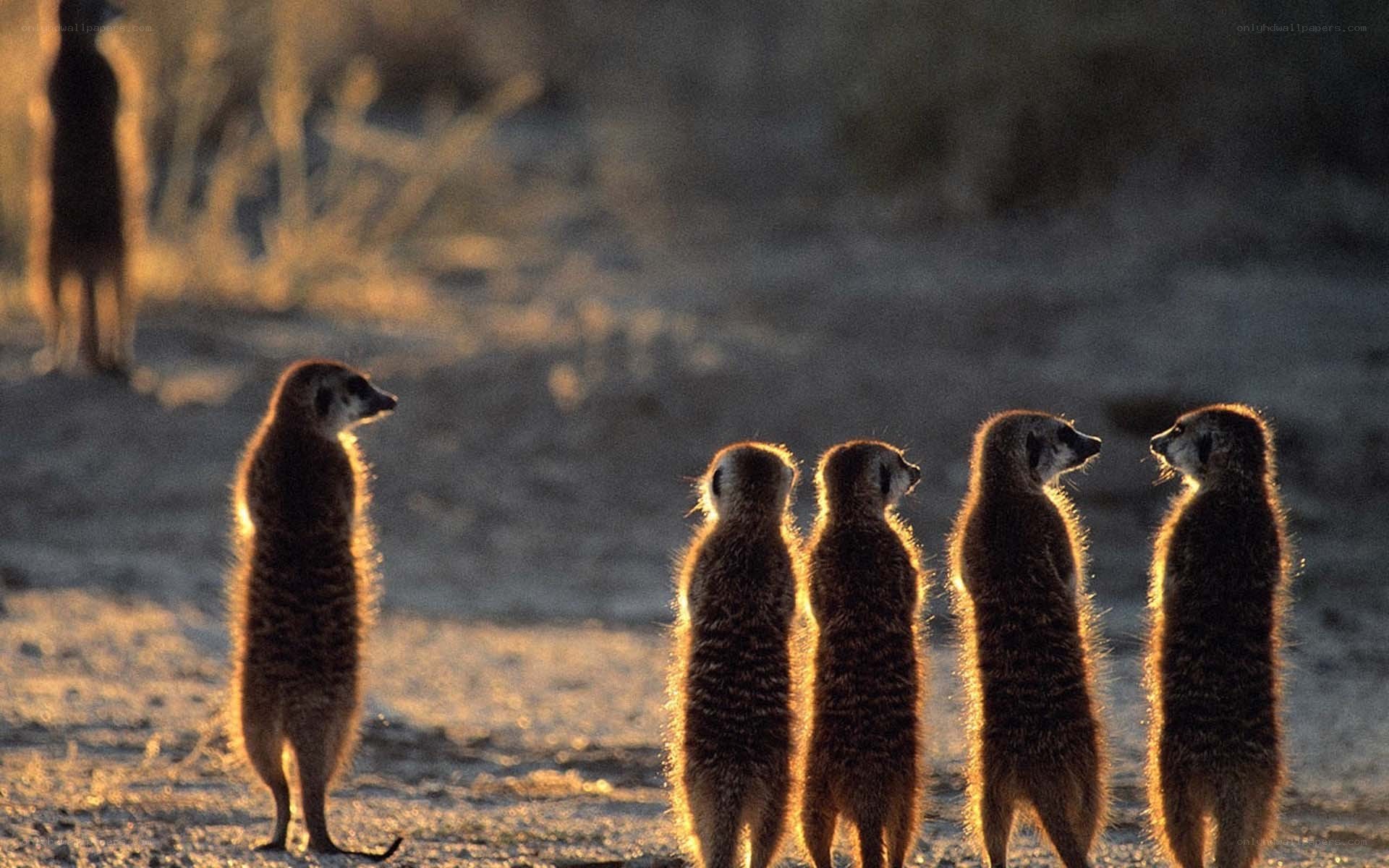 Meerkats standing in a line