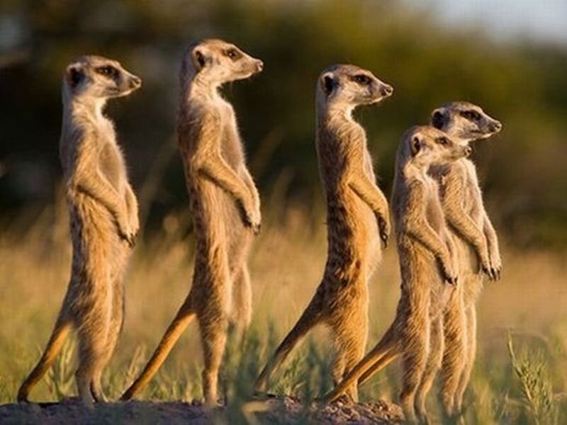 Meerkats Standing in Line