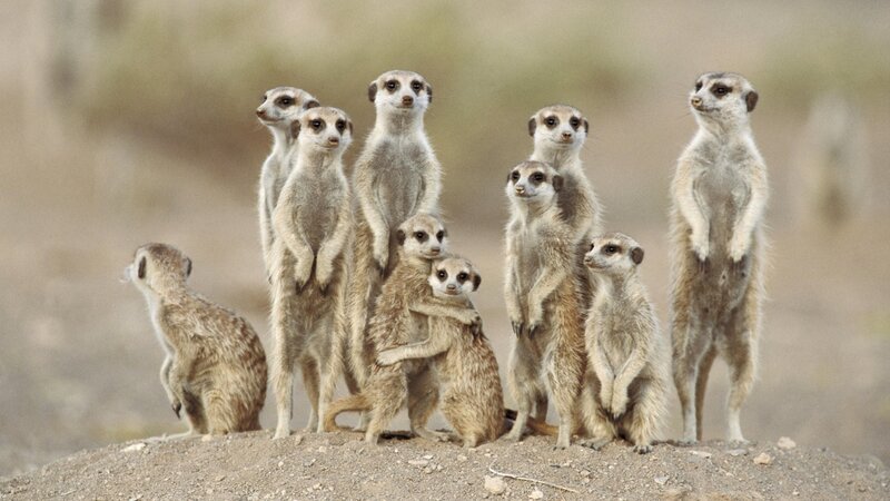 Meerkats standing on a mound