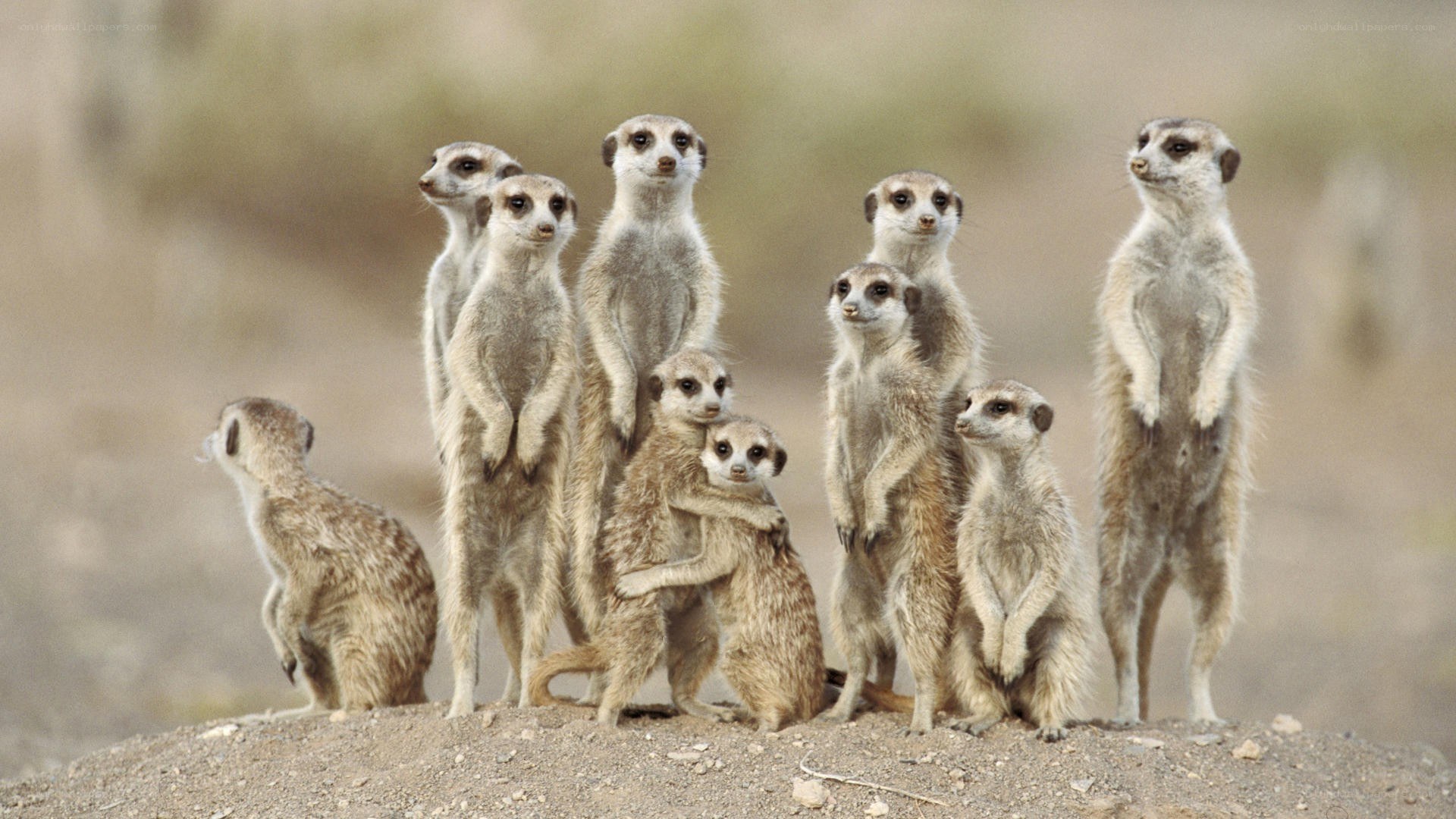 Meerkats standing on a mound