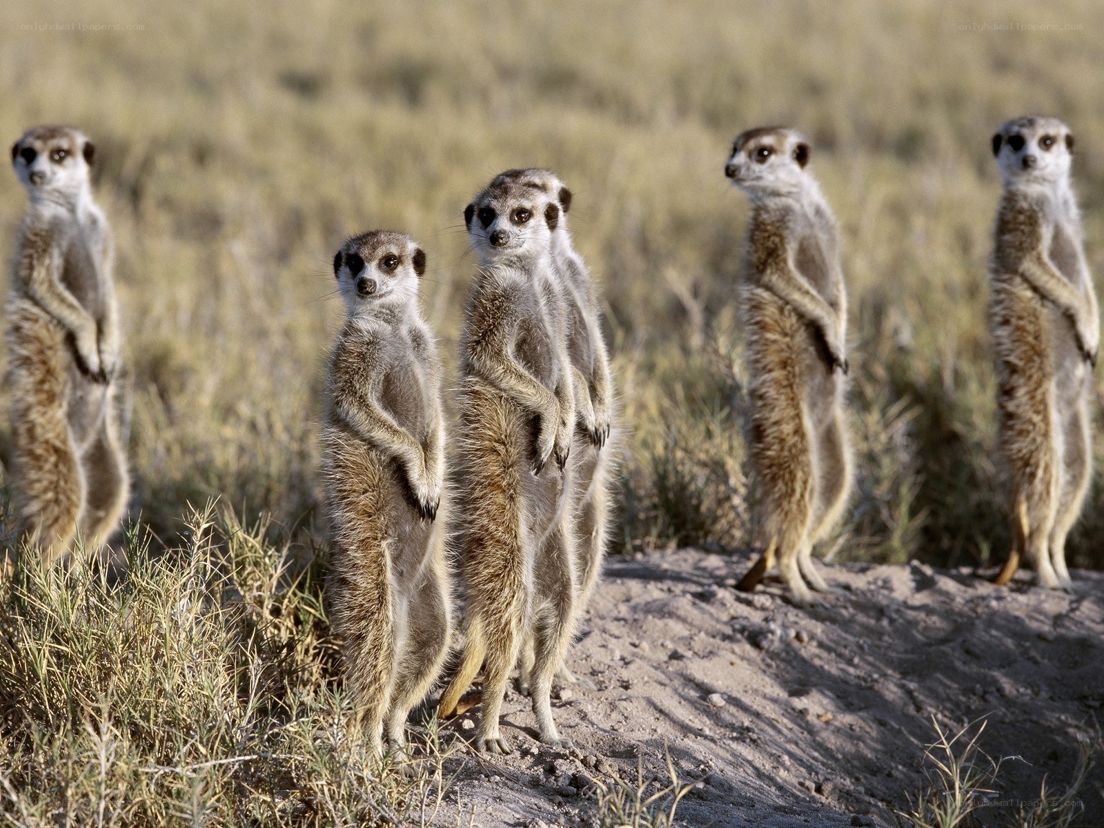 Meerkats standing on alert