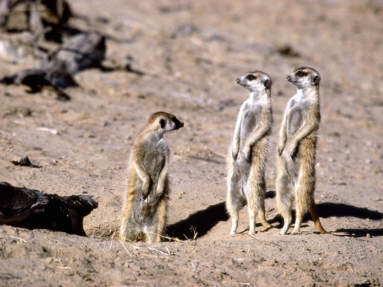 Meerkats standing on alert