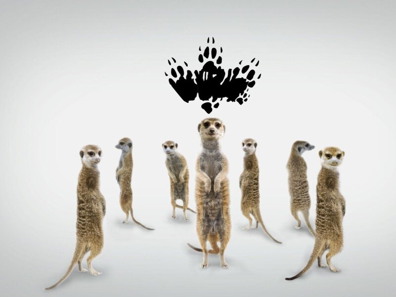 Meerkats Standing