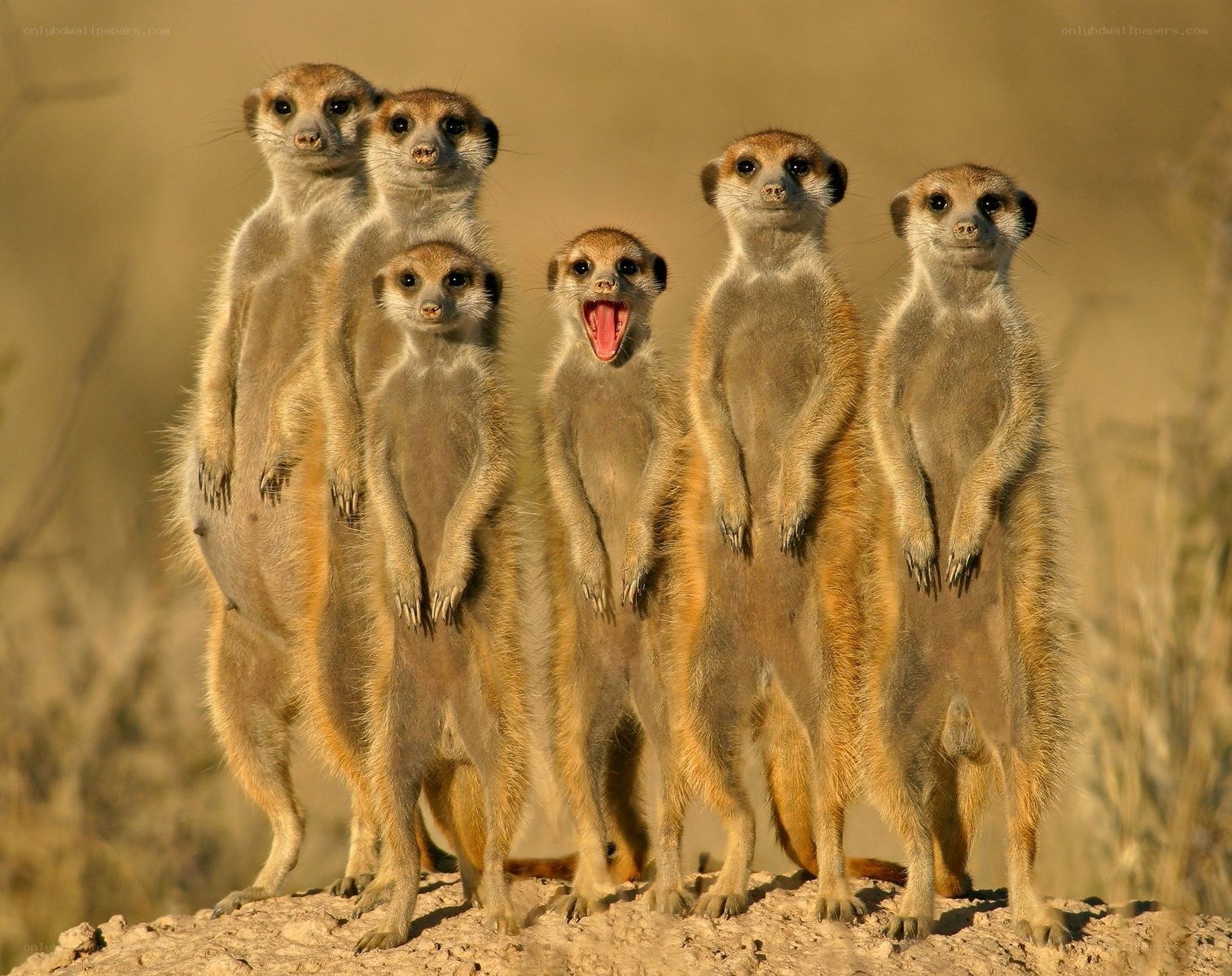 Meerkats standing together