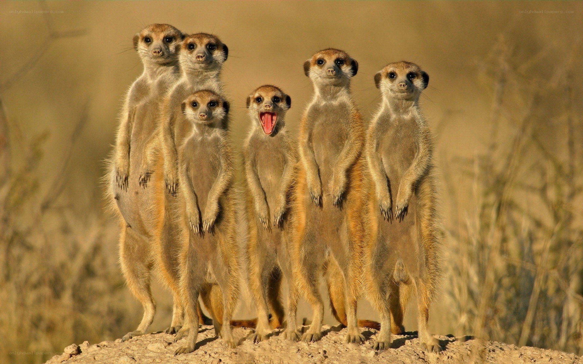 meerkats standing together