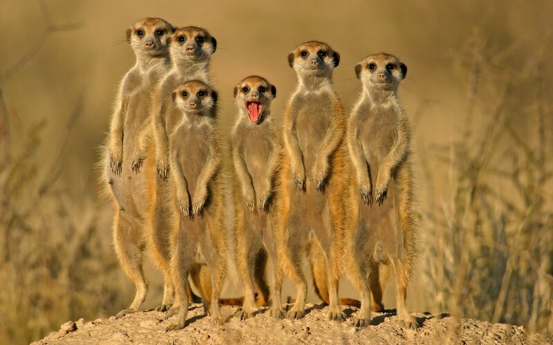 Meerkats standing together