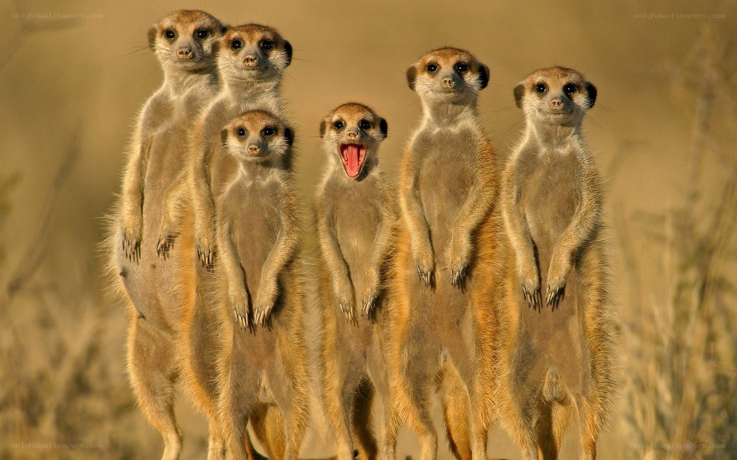 Meerkats standing together