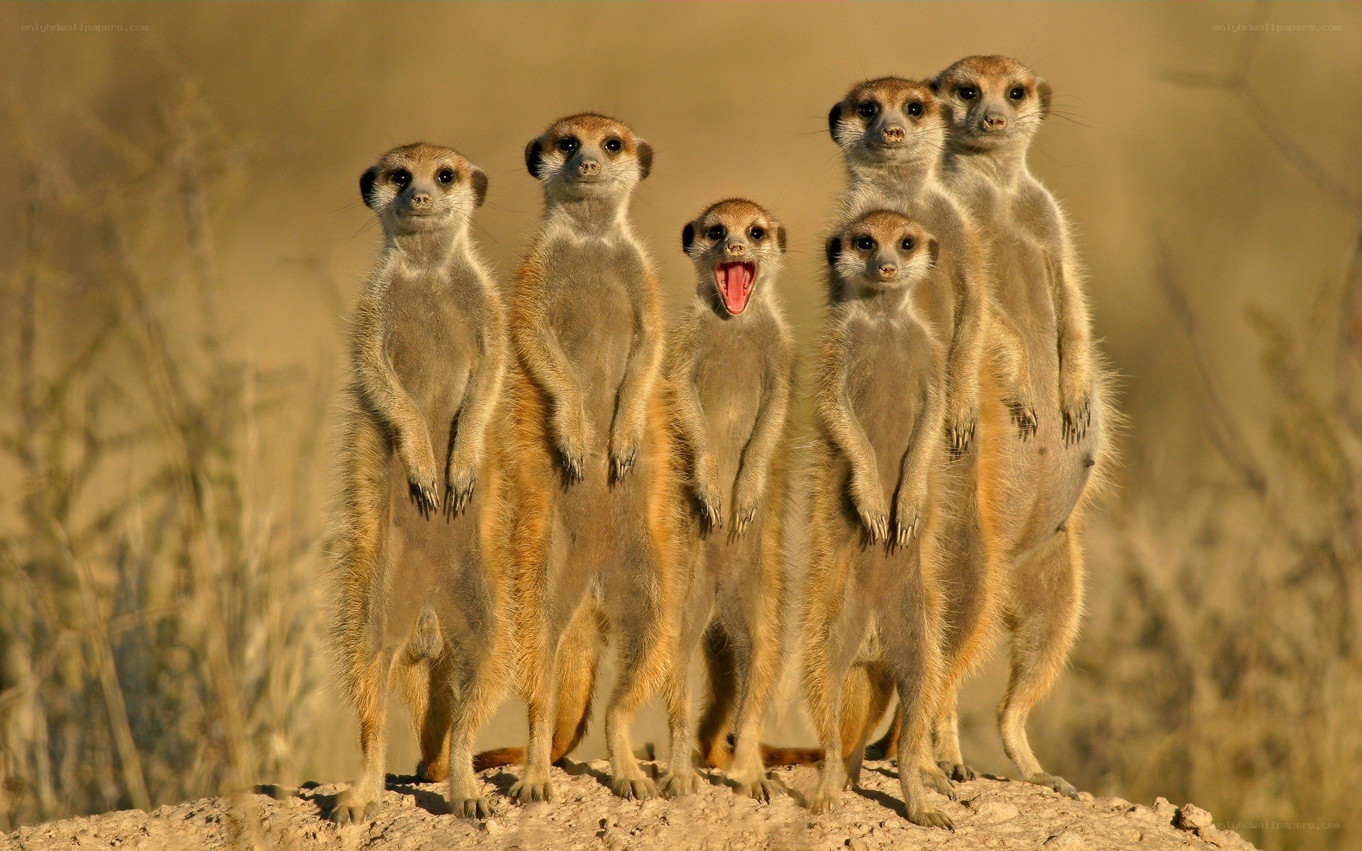 meerkats standing together