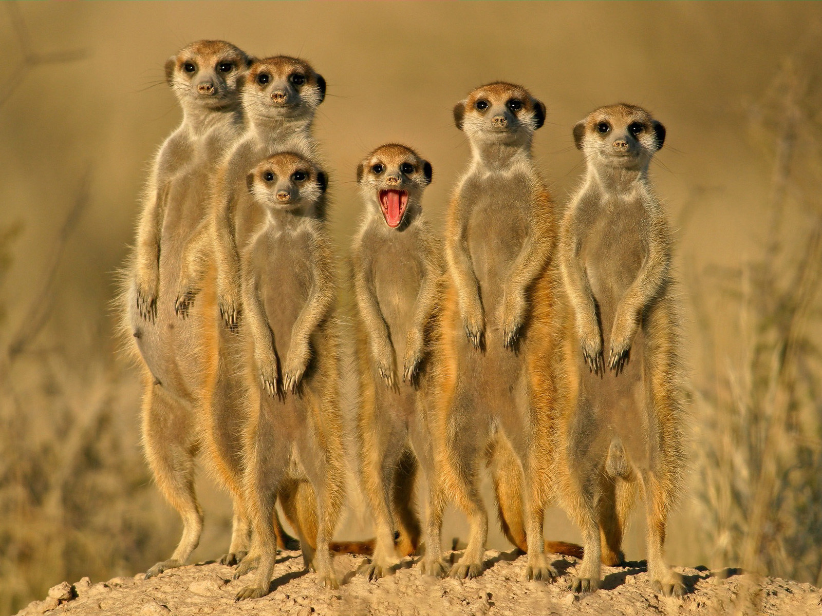 meerkats standing together