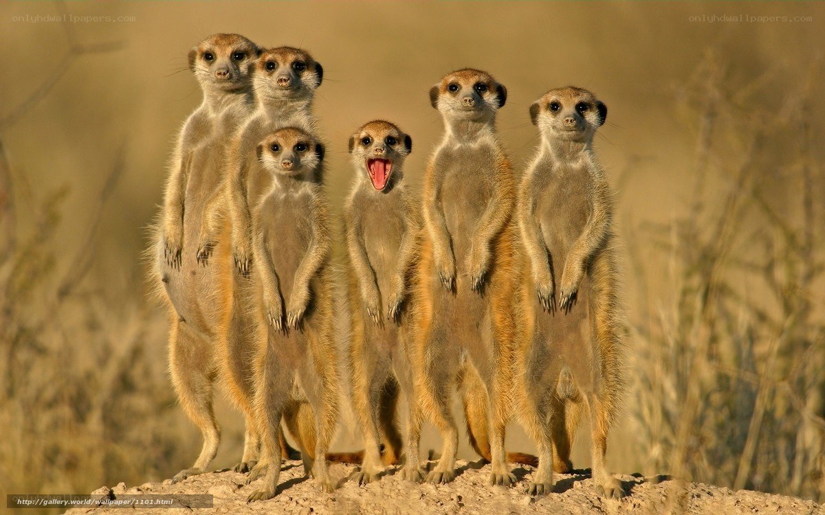 Meerkats standing together