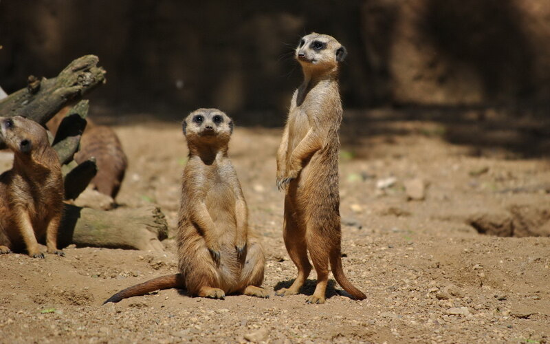 Meerkats Standing Upright