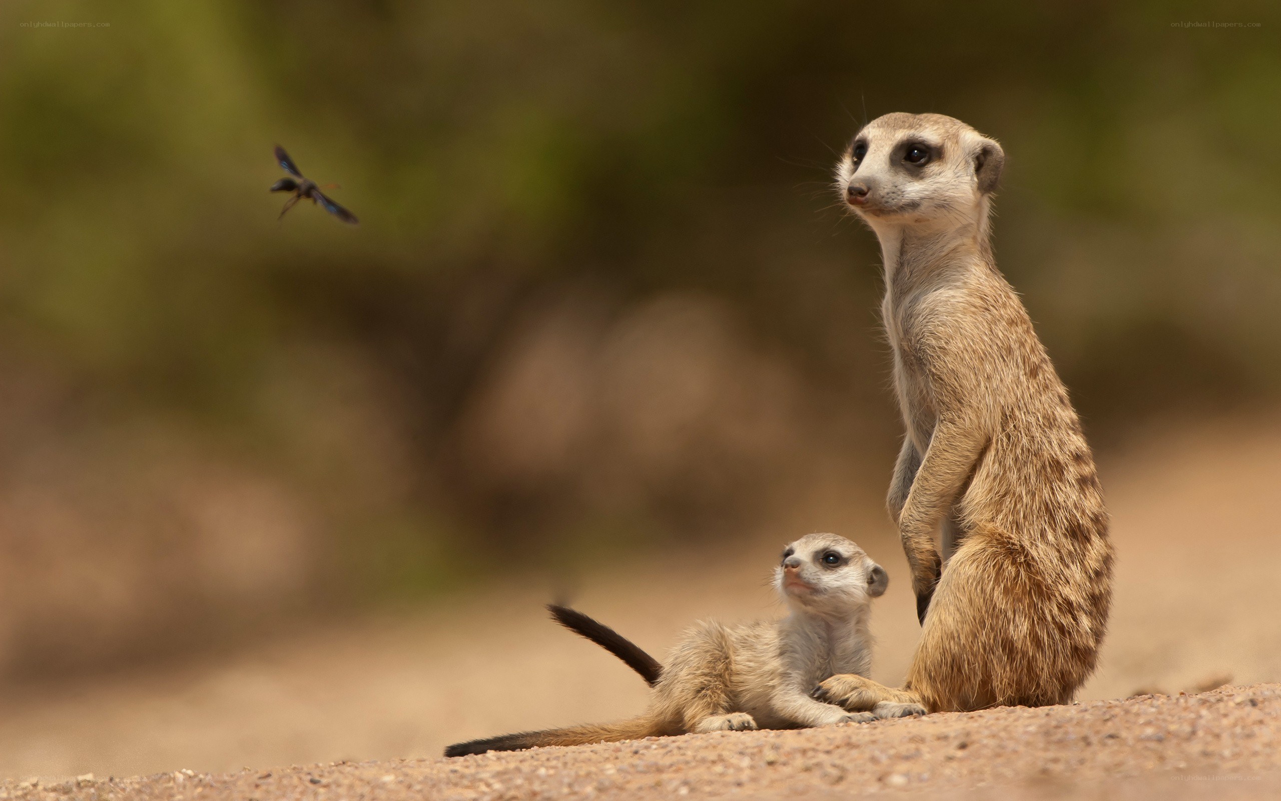 Meerkats watching a fly