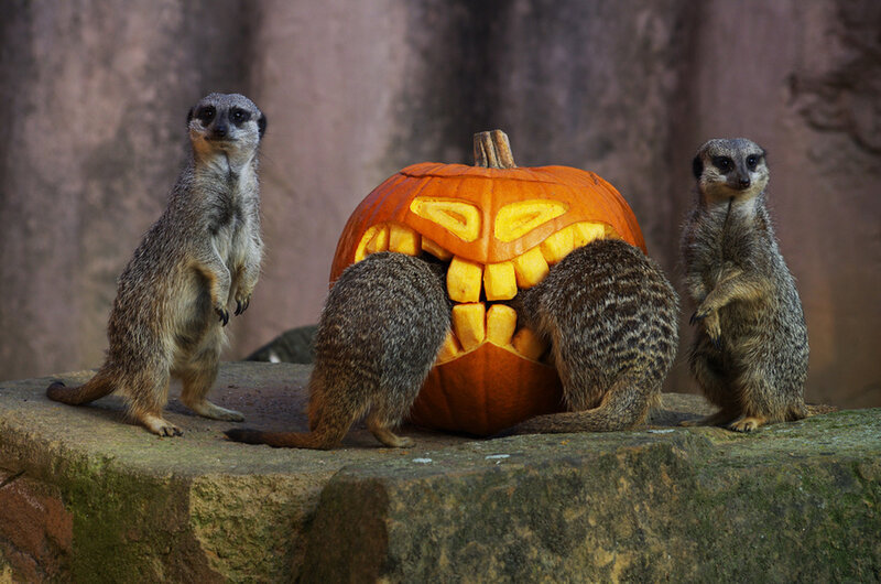Meerkats with Pumpkin
