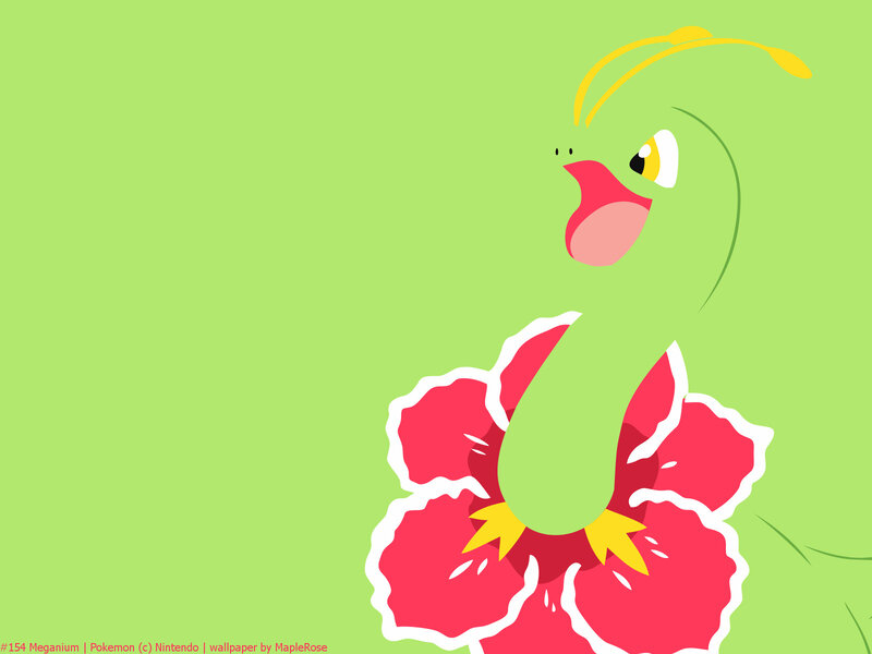 Meganium in Flower