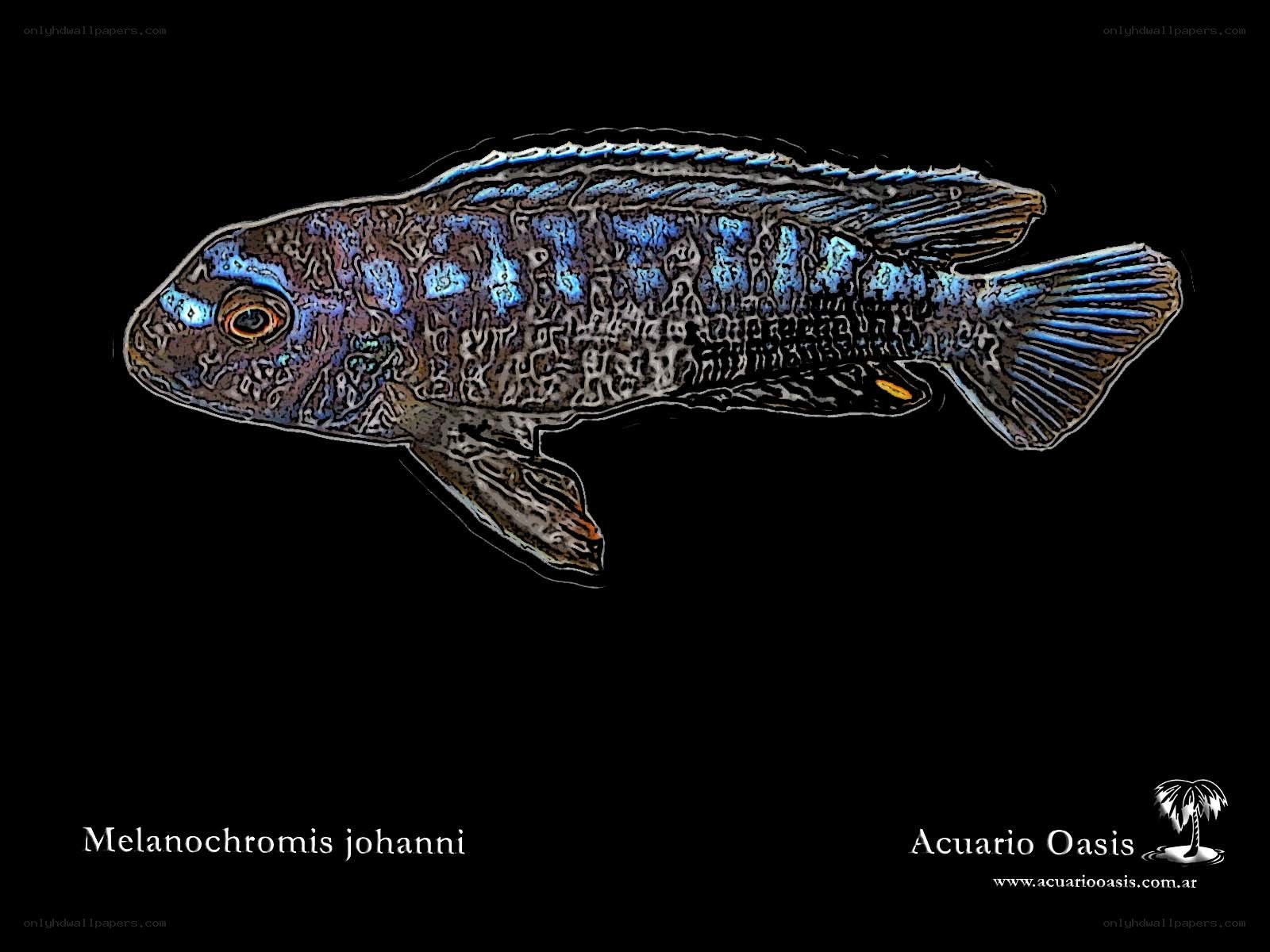 Melanochromis johanni fish