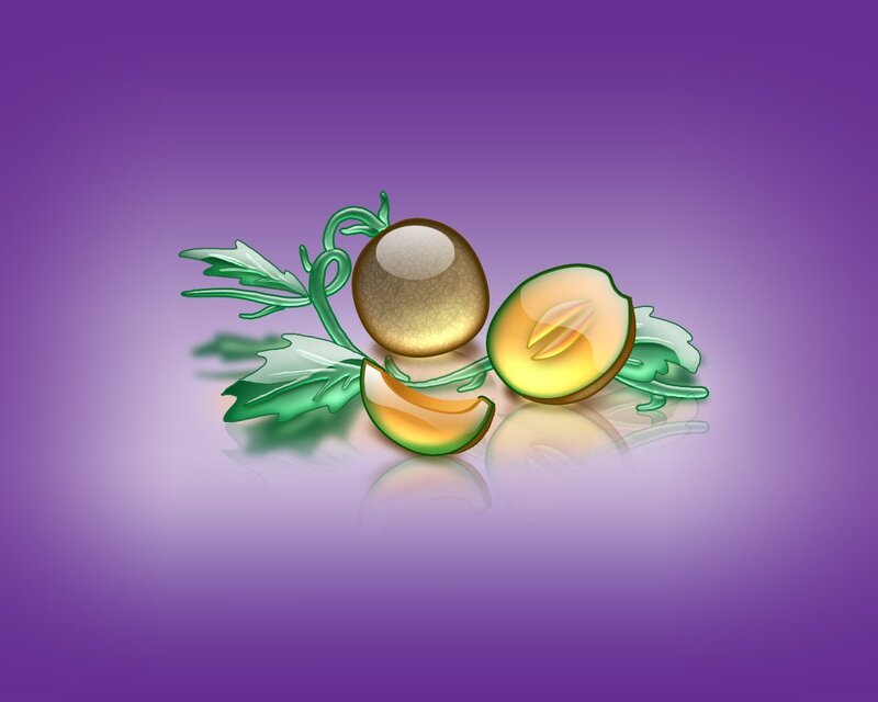 Melon fruit illustration