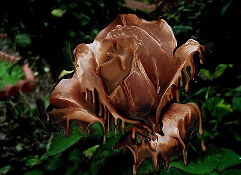 Melting chocolate rose