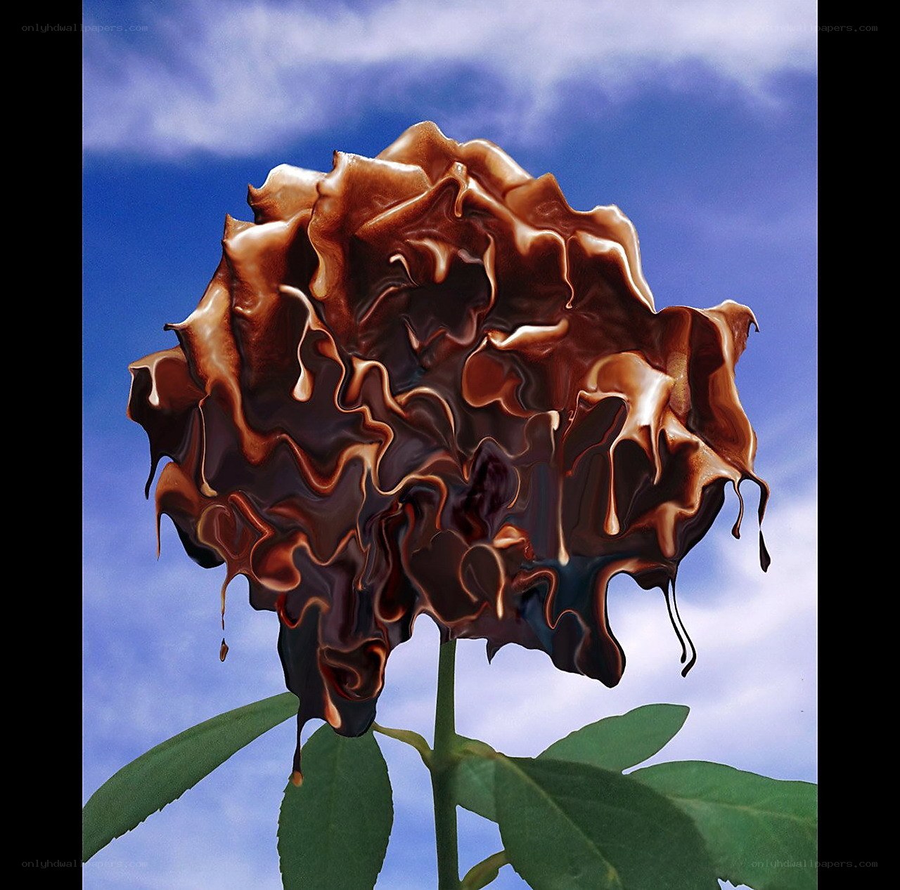 Melting chocolate rose