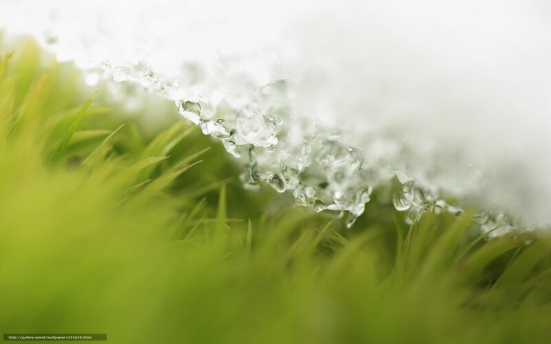 melting snow on green grass