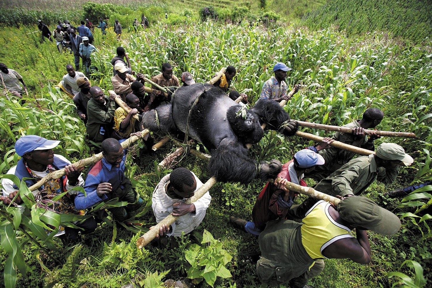 Men carrying a gorilla through a field