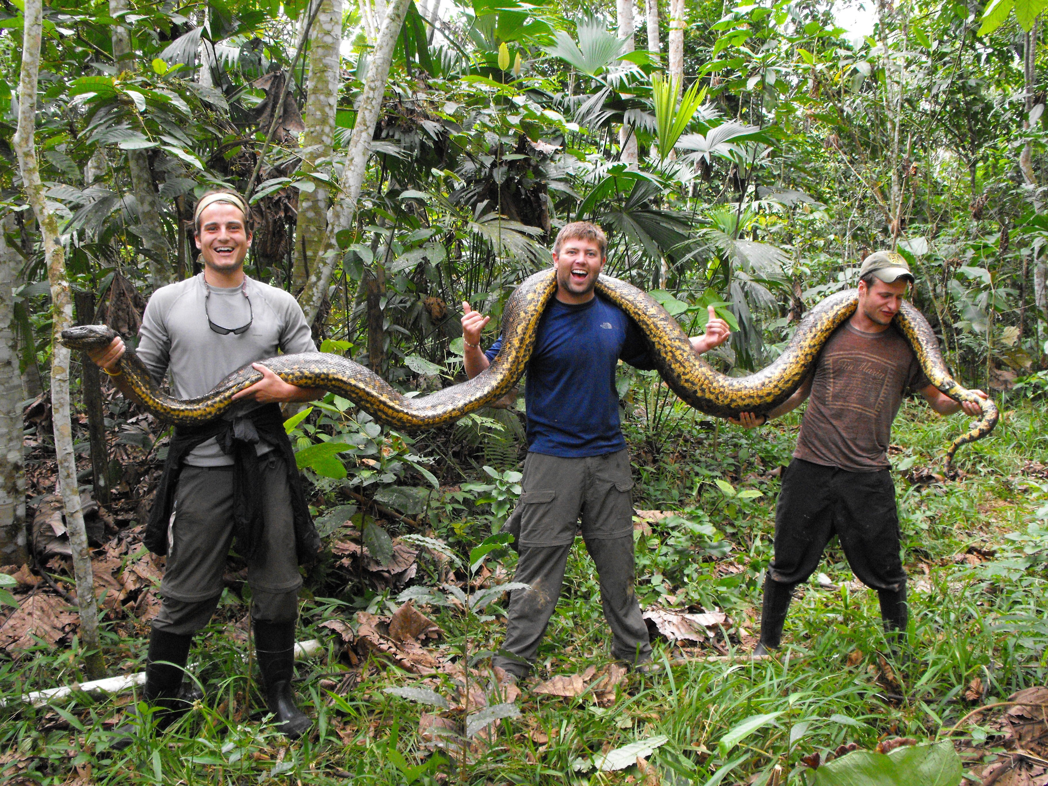Men holding large snake in jungle