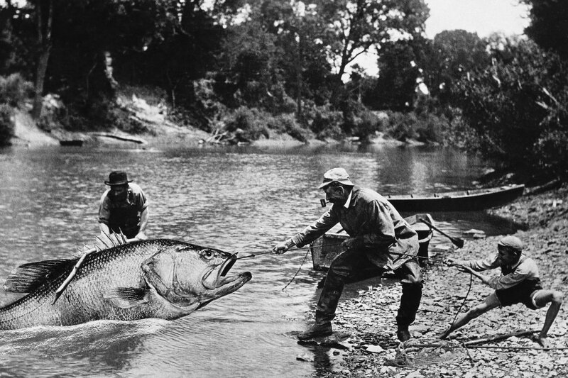 Men pulling large fish from river