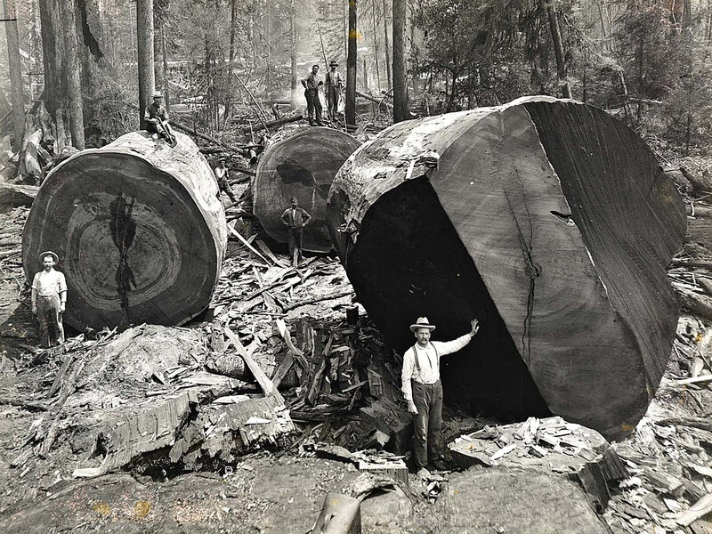 Men with Felled Trees