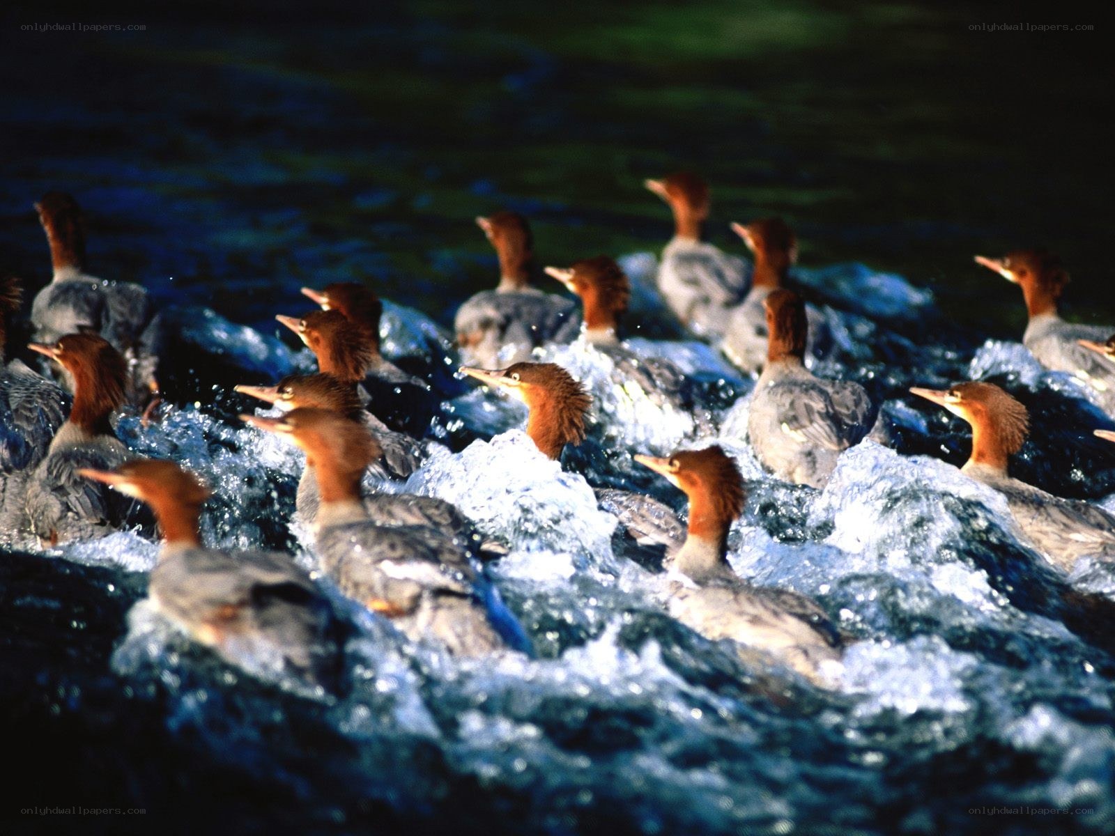 Mergansers in rushing water