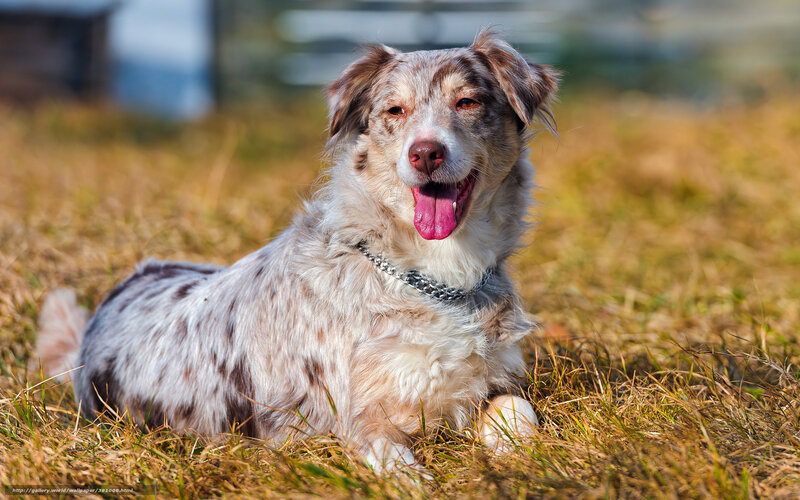 Merle Australian Shepherd