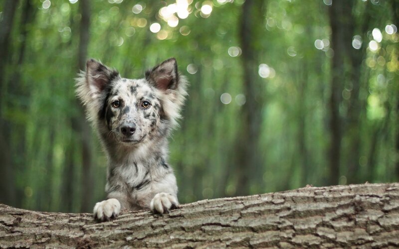 Merle-colored Dog — Green