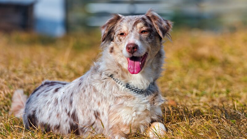 Merle-colored Dog