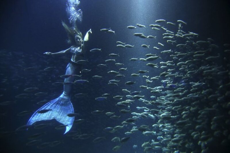 Mermaid with Fish School