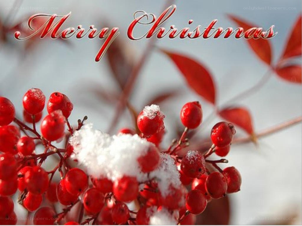 Merry Christmas berries