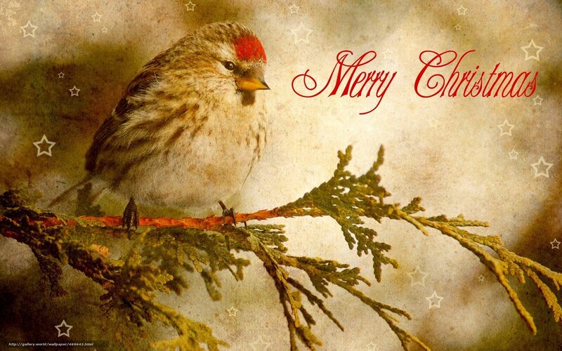 Merry Christmas bird card