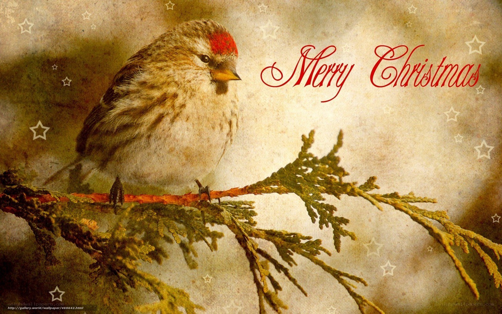 Merry Christmas bird card