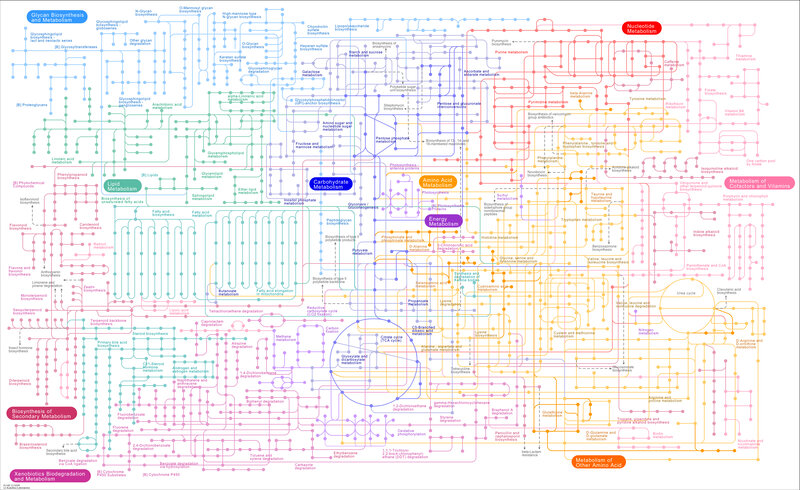Metabolic pathways chart