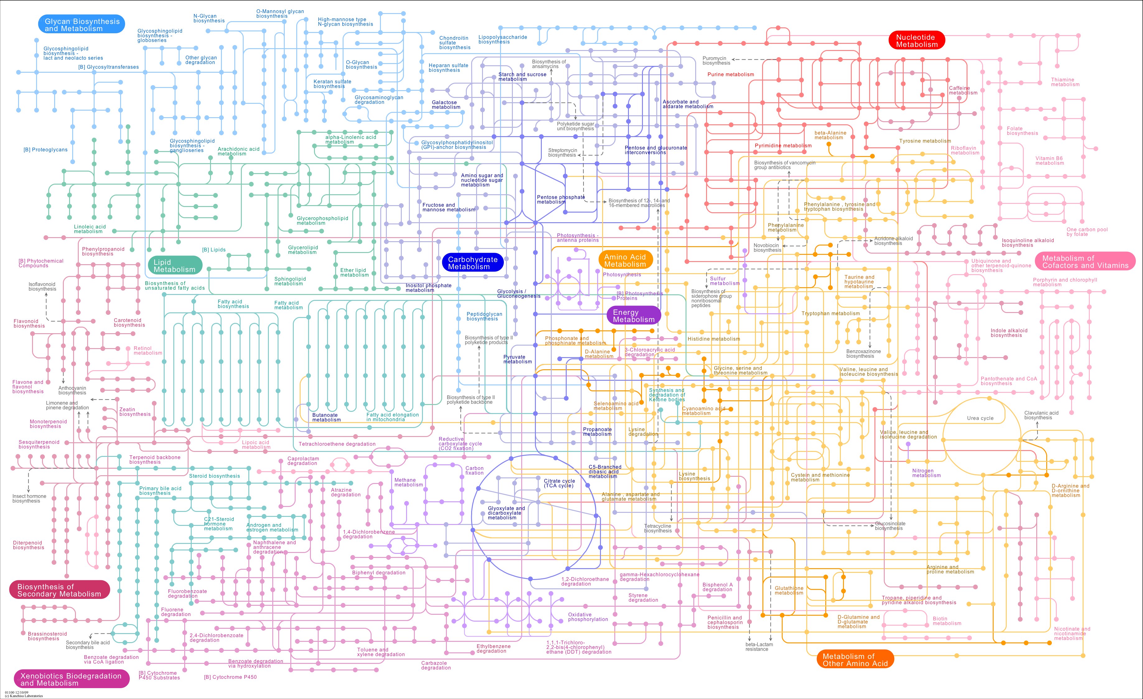 Metabolic pathways chart