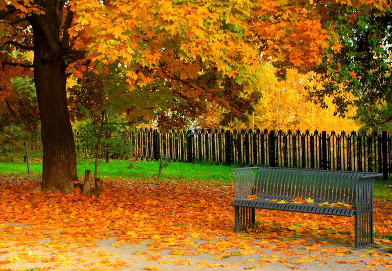 Metal Bench in Park