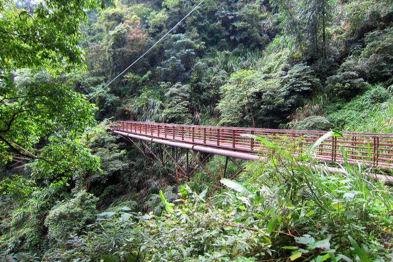 Metal Bridge in Forest — Green