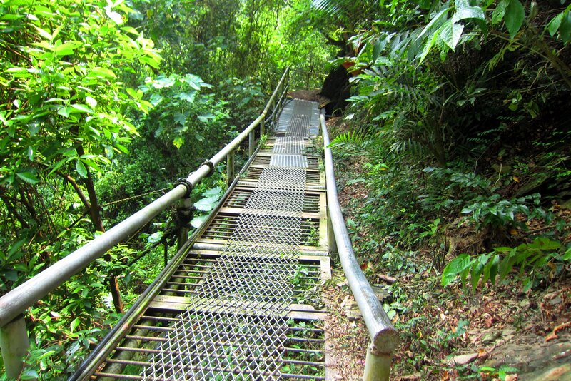 Metal Walkway in Forest